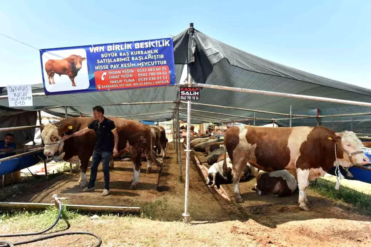 Kepez Belediyesi Kurban Bayramı İçin Hazırlıklarını Tamamladı