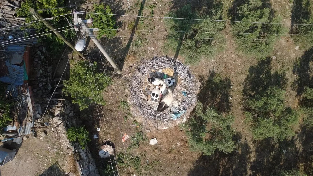 Manisa'da yıllardır aynı direğe yuva yapan leylekler için enerji hattının yeri değiştirildi