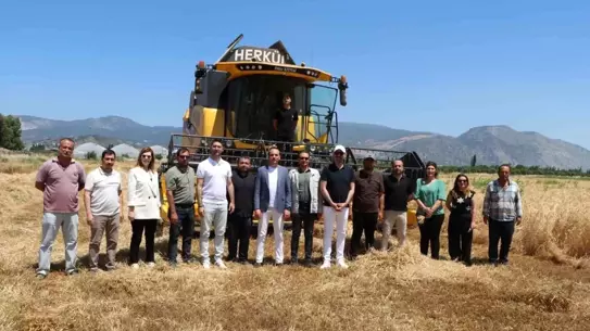 Söke Belediyesi Buğday Hasadına Başladı