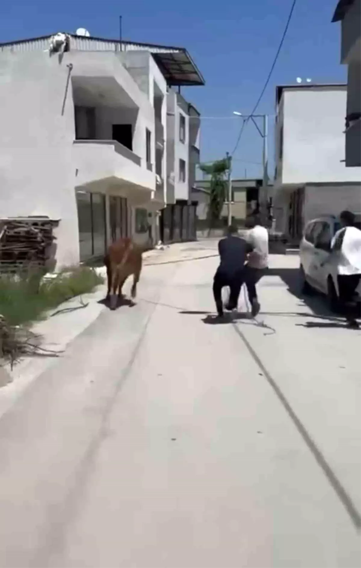 Bursa'da Kurbanlık Dana Kaçtı