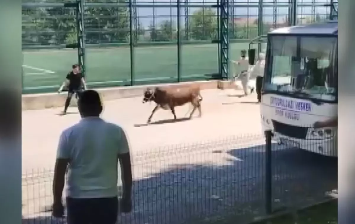 Kurbanlık İnek Mahallede Kaçtı