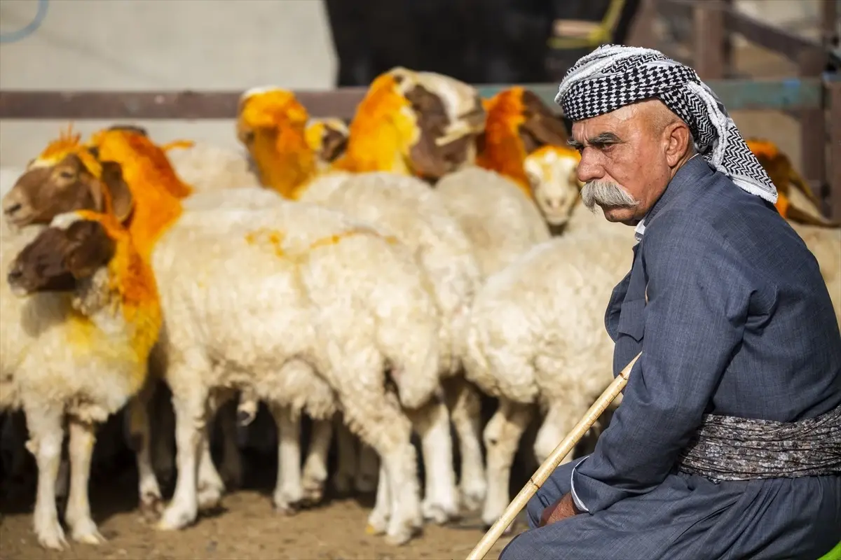 Erbil'de Kurban Bayramı'nda Hayvan Satışları Düşüyor