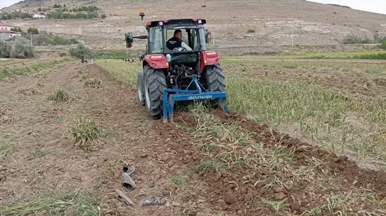 Gülşehir'de Sarımsak Hasadı Başladı