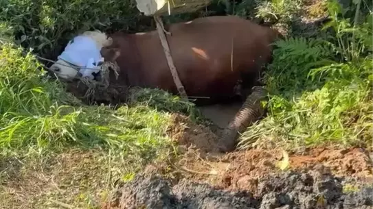 Çay Bahçesindeki Boğa Kurtarıldı