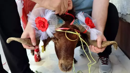 Erzurum'da Nişan Geleneği: Koç Hediye Edildi