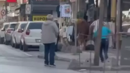 Ümraniye'de Kaçan Boğa Paniğe Neden Oldu