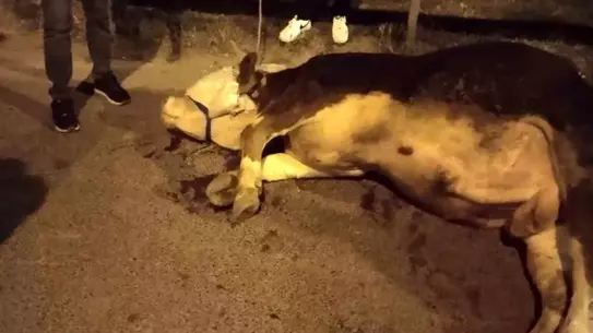 Ümraniye'de Dana Kazası