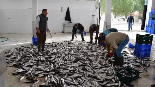 Muğla'nın İhracatı Mayıs'ta Yüzde 11 Arttı