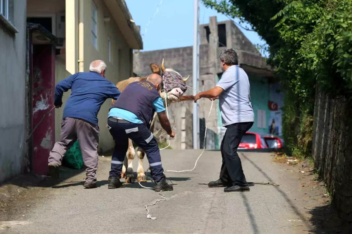 Rize'de Kaçan Kurbanlık Boğa Tarım Arazisine Girdi