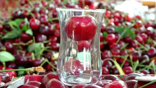 Lapseki'de Çay Bardağına Sığmayan Kiraz Hasadı Başladı