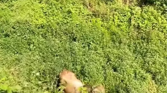 İnegöl'de Kurban Hayvanları Kaçtı