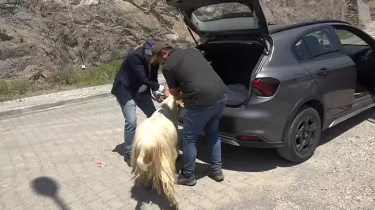 Kurbanlık Otomobilin Bagajında