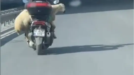 Kurbanlık Boğa Kaçtı, Koyun Motosikletten Götürüldü