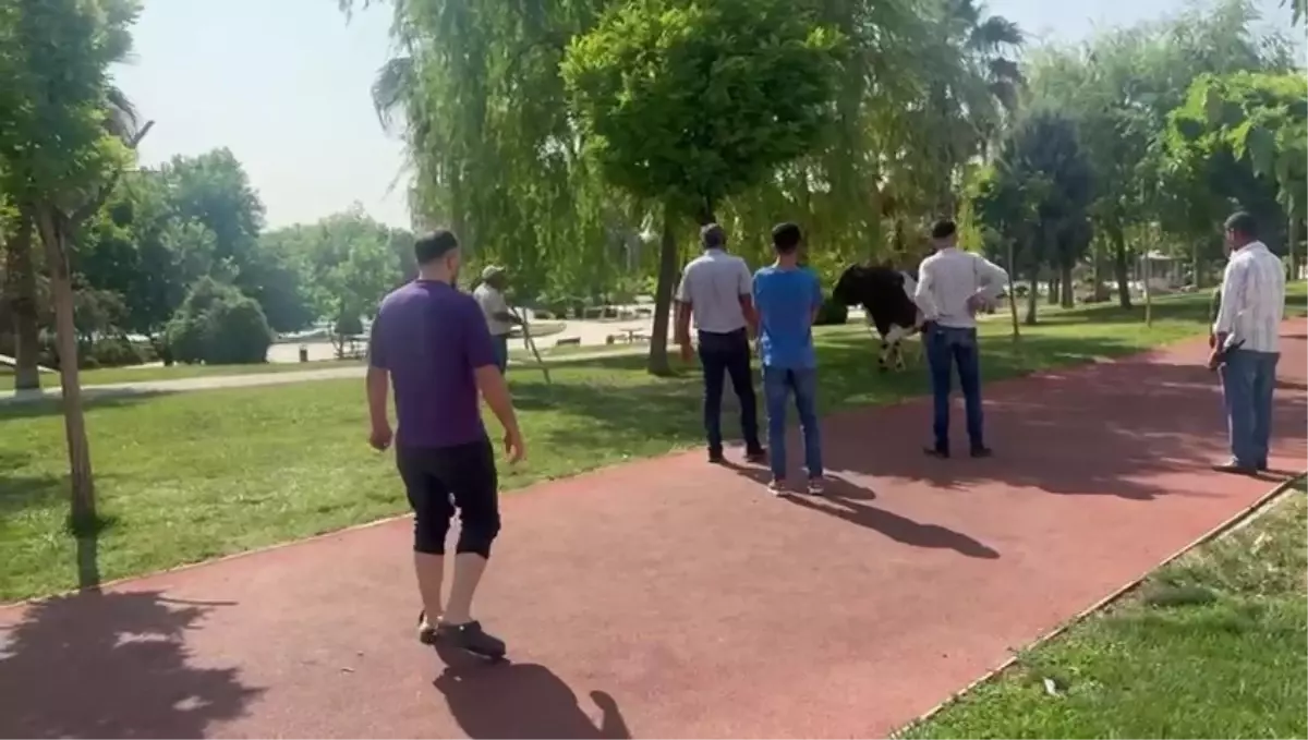 Kurban Boğası Kasaba Saldırdı