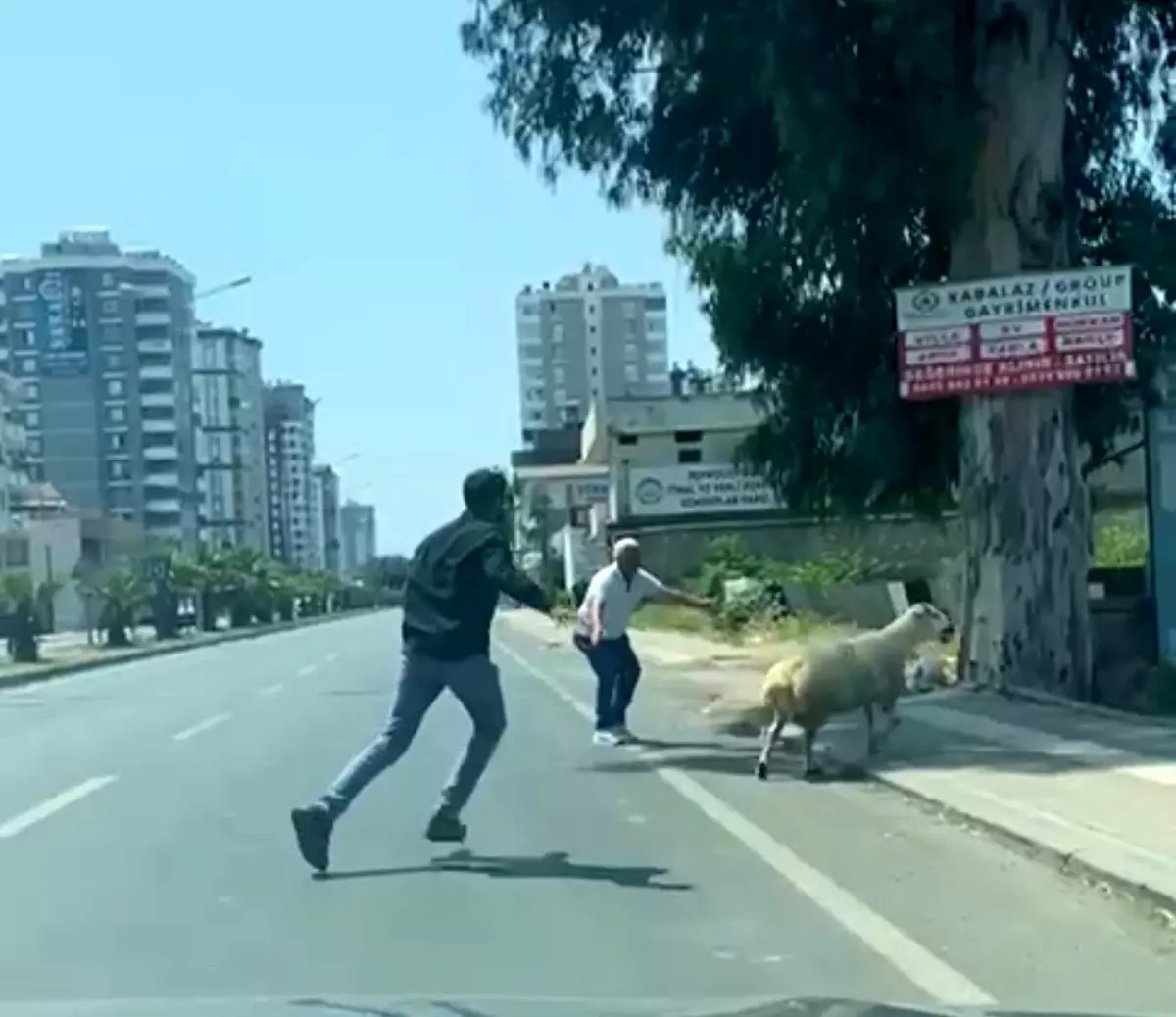 Kurbanlık Kaçtı, Sahibine Zor Anlar Yaşattı