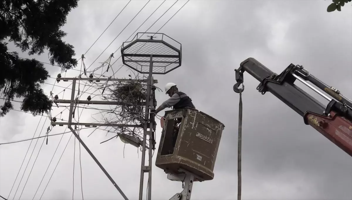 Sinop'ta Leylekler için Yapay Platformlar Kuruldu
