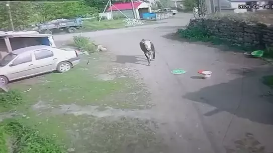 Köyde Boğa Paniği