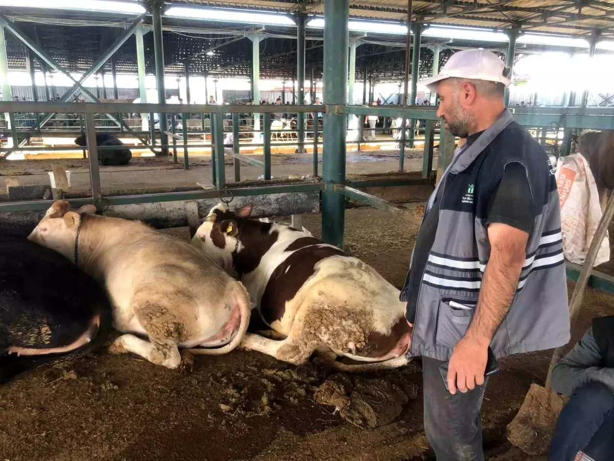Eskişehir'de Kurbanlık Fiyatları Yükseldi