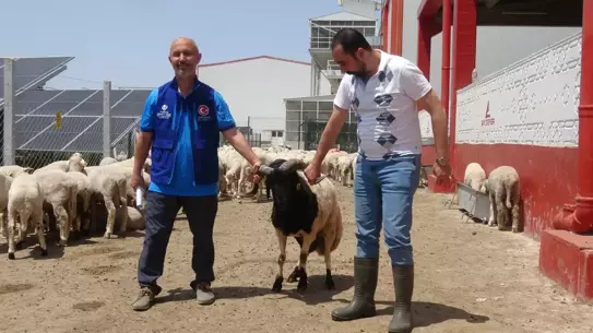 Cumhurbaşkanı Erdoğan'ın bağışladığı kurbanlar Konya'da kesildi