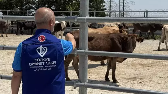 Türkiye Diyanet Vakfı, Konya'da 4 bin 25 kurban hissesinin etini ihtiyaç sahiplerine ulaştıracak