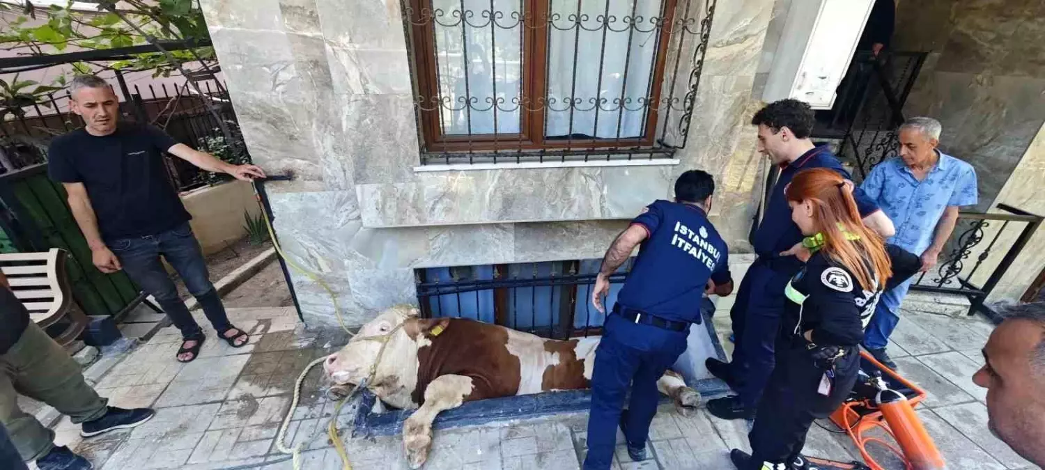 Kurbanlık Boğa Pencere Arasından Kurtarıldı