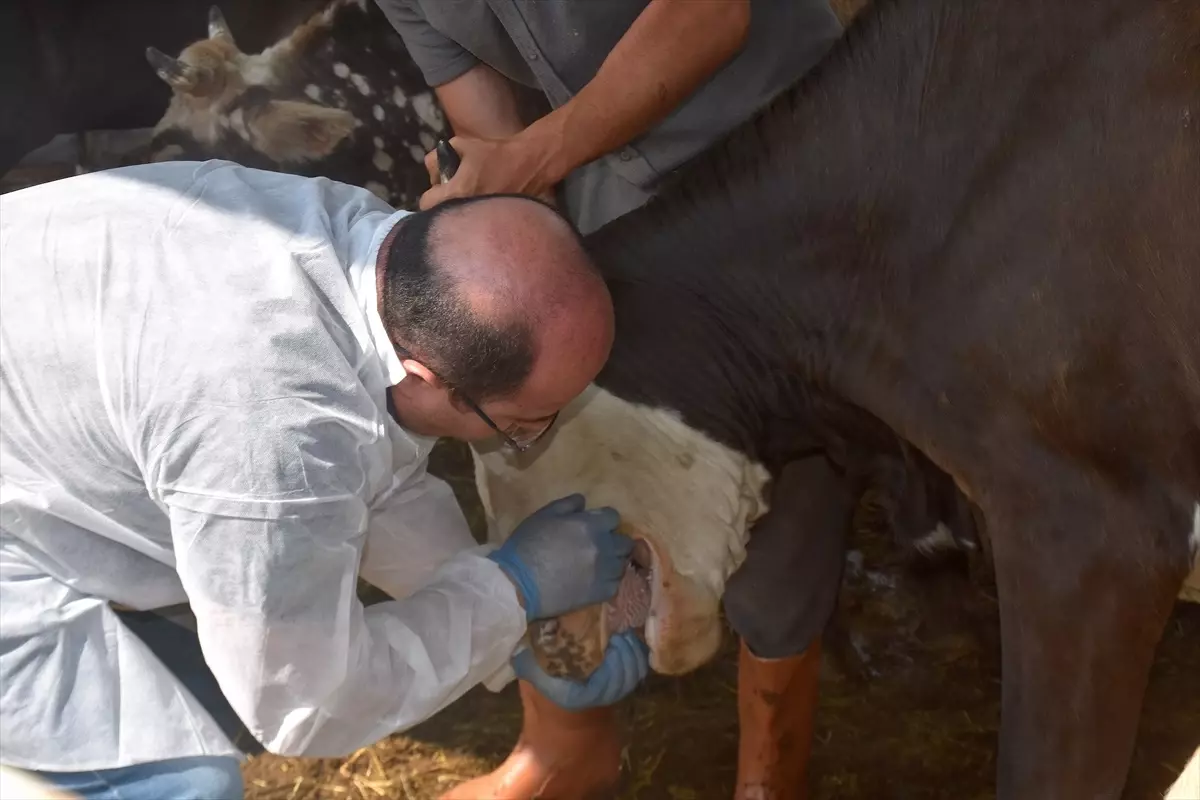 Van'da 975 Kurban Kesimi Başladı