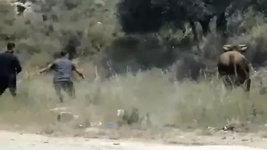 Antakya'da Kaçan Boğa Trafiği Olumsuz Etkiledi
