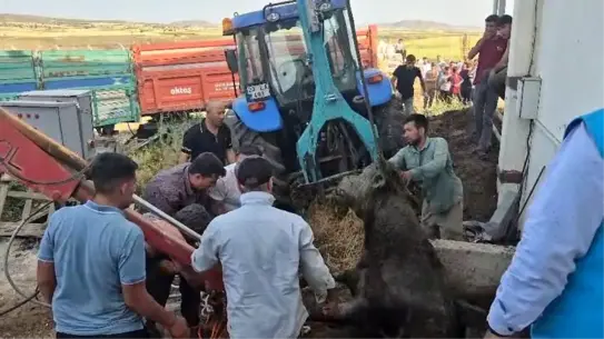 Elazığ'da boğa foseptiğe düştü, vinçle kurtarıldı