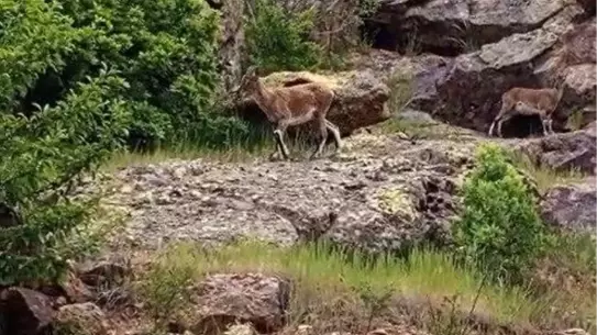 Bayburt'ta Vatandaşın Keçilere İlgisi