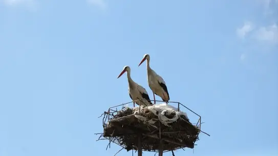 Leyleklerin Mahallesi: Karamehmet