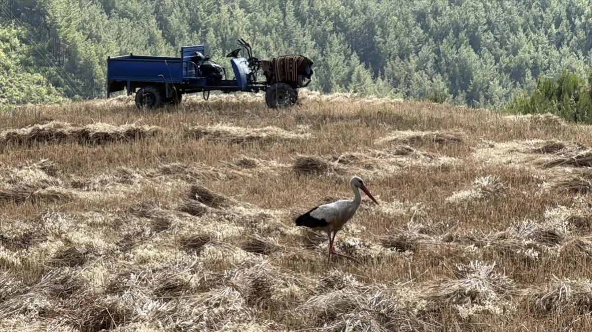 15 Yıldır Aynı Tarlada: 'Garip' Leylek