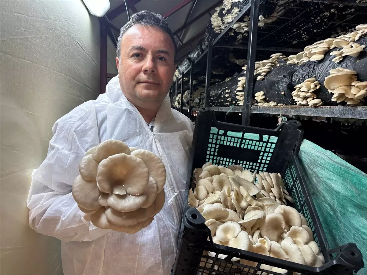 Mutfak Masraflarını Mantarla Karşılıyor