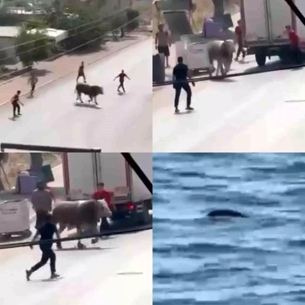 Mersin'de Kaçan Boğa ve Telef Olan Kurbanlık