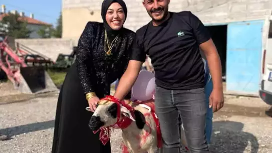 Nişanlıya Süslenmiş Koyun Hediye