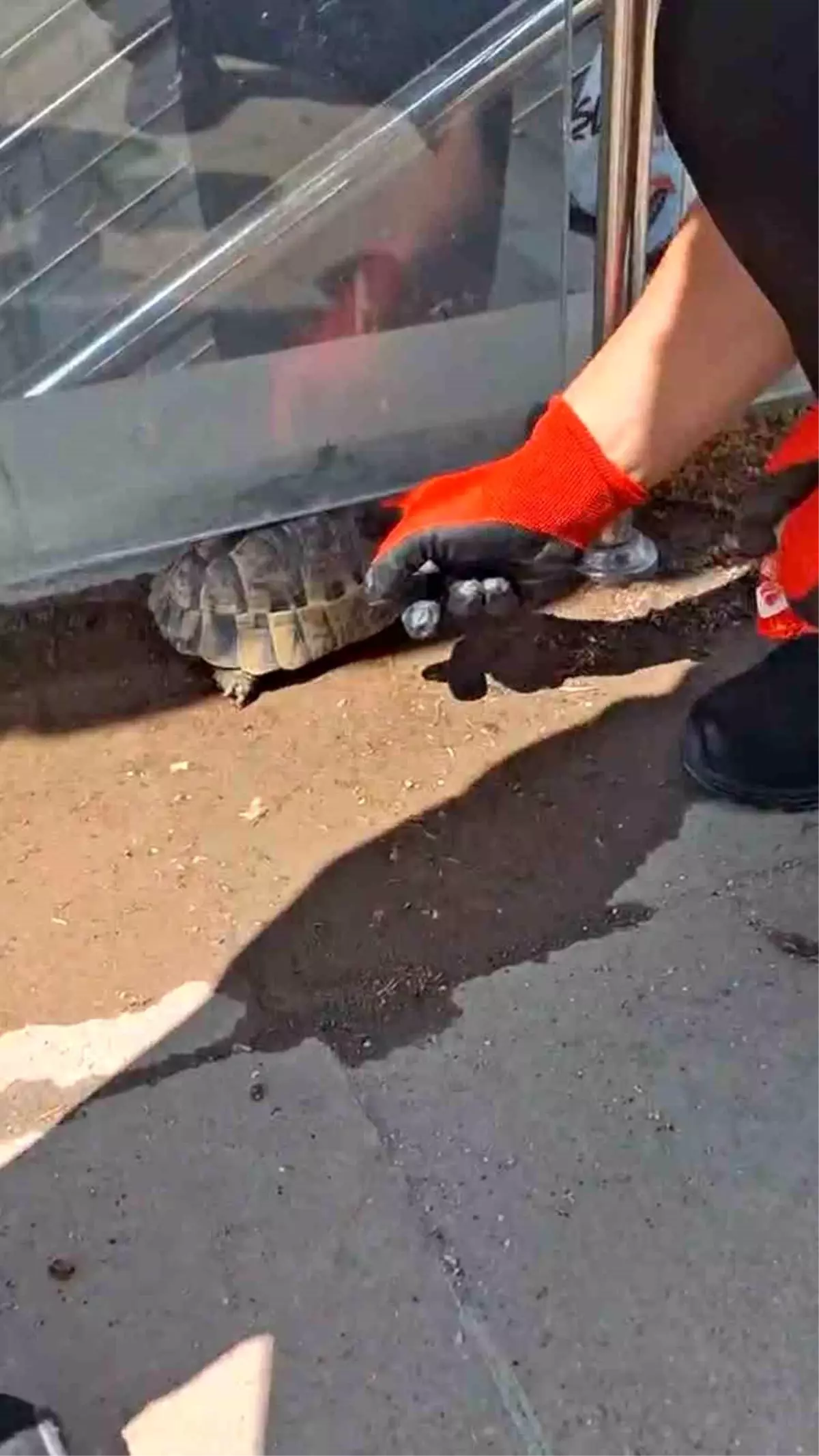 Kırıkkale'de Kaplumbağa İtfaiye Ekipleri Tarafından Kurtarıldı