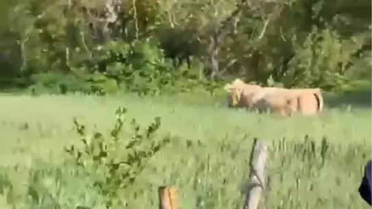 Kurbanlık Boğa Ormanda Yakalandı