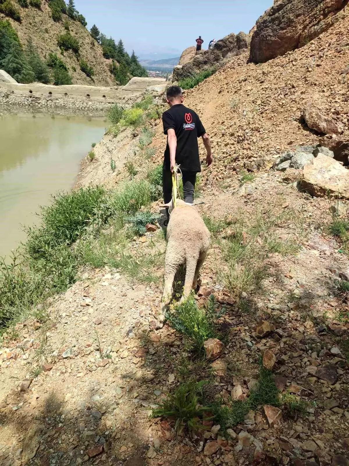 Isparta'da Mahsur Kalan Kurbanlık Koyun Kurtarıldı