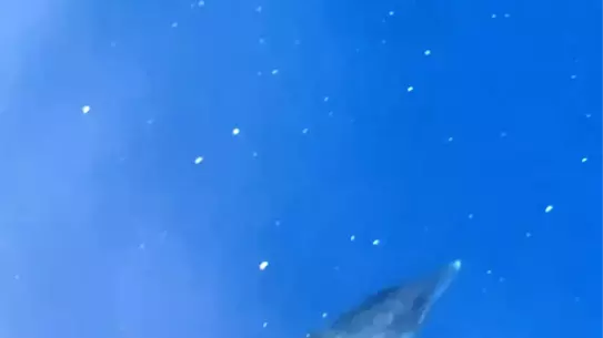Alanya'da Turistler Yunuslarla Eğleniyor