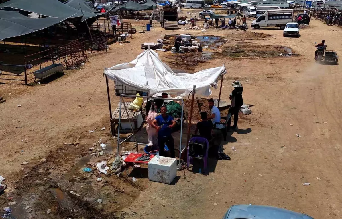 Adana'da Kurban Fiyatları Yüzde 40 Düştü