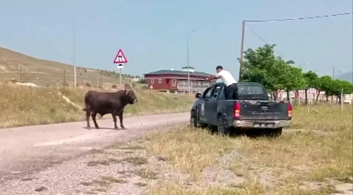 Sivas'ta Kaçan Kurbanlık Tosun Paniğe Neden Oldu