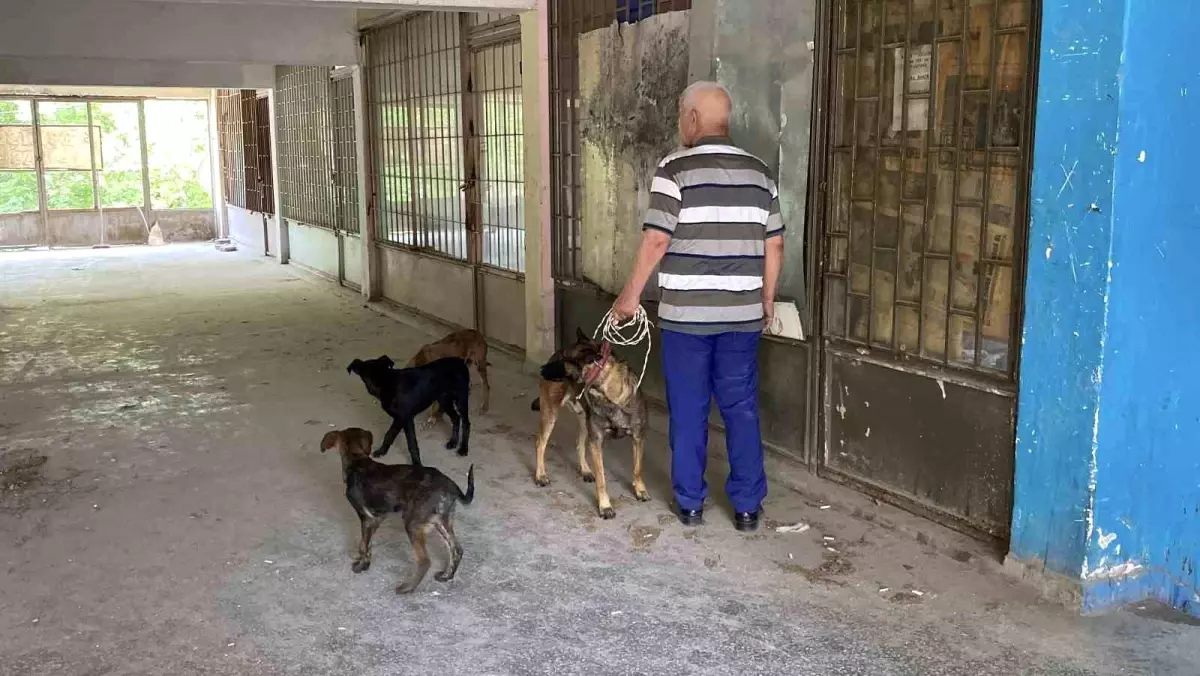 Eskişehir'de Mahsur Kalan 6 Köpek İtfaiye Ekipleri Tarafından Kurtarıldı