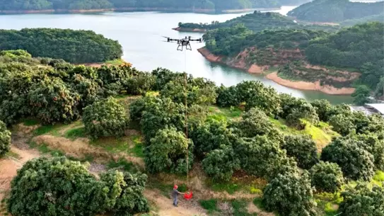 Çin'de Drone ile Liçi Hasadı