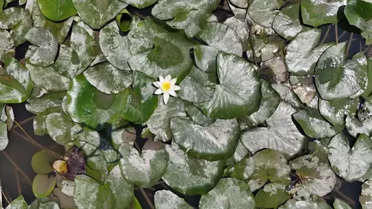 Alaçam'da Nilüferler Görsel Şölen Sunuyor