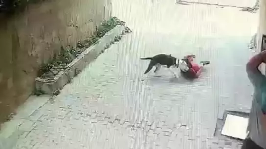 Pitbull, Ataşehir'de Çocuğa Saldırdı