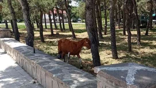 Kurbanlık Keçiler Beyşehir'de Firar Etti!