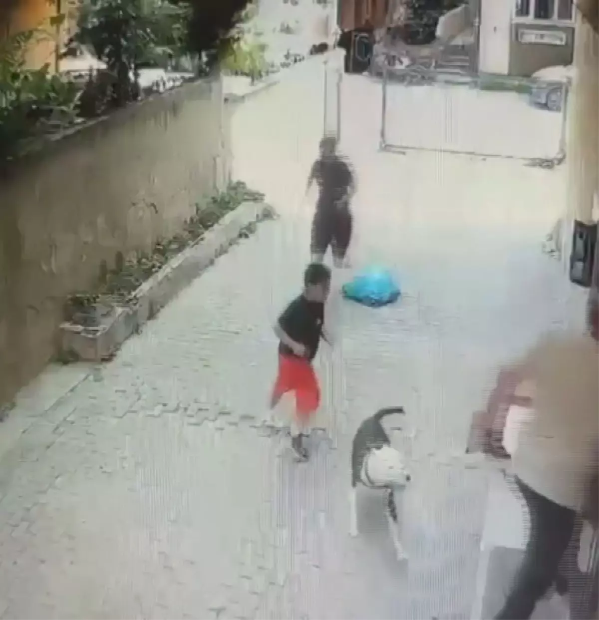 Pitbull, 7 Yaşındaki Çocuğa Saldırdı