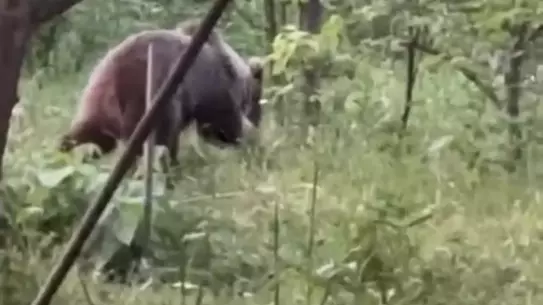 Ev Bahçesine Giren Bozayı Görüntülendi
