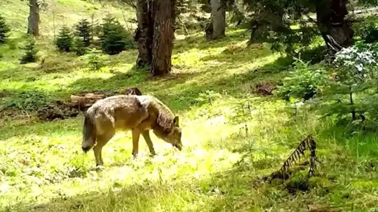 Bozkurt, Fotokapanda Görüntülendi