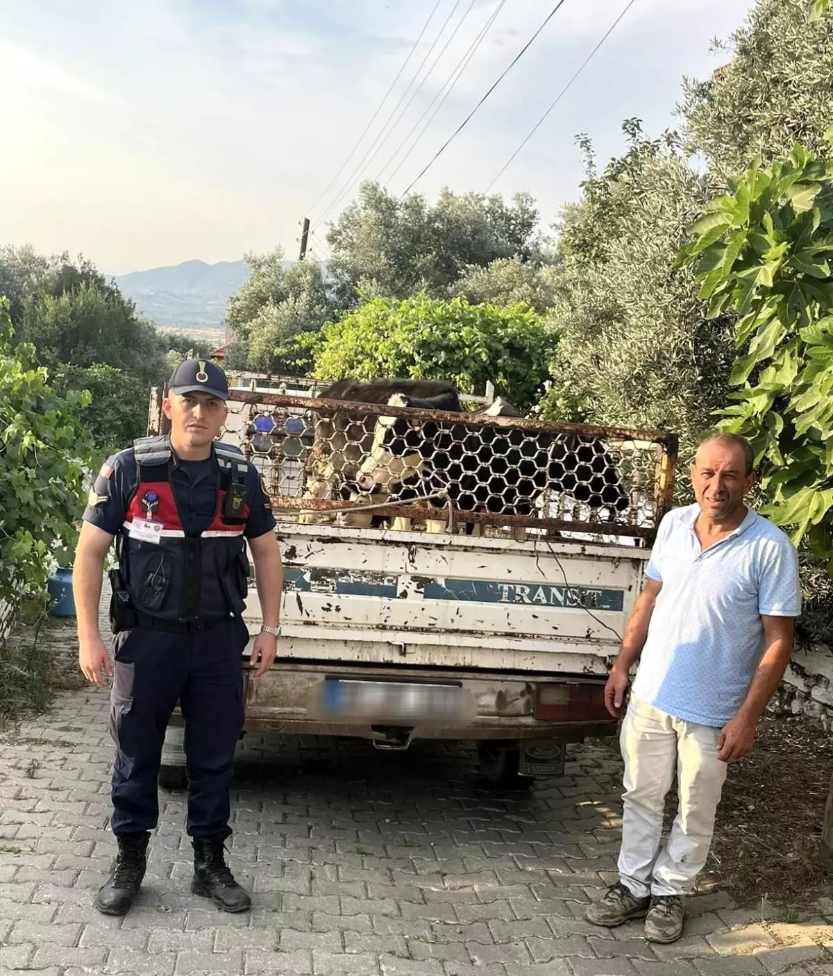 Aydın'da Çalıntı Hayvanlar Bulundu