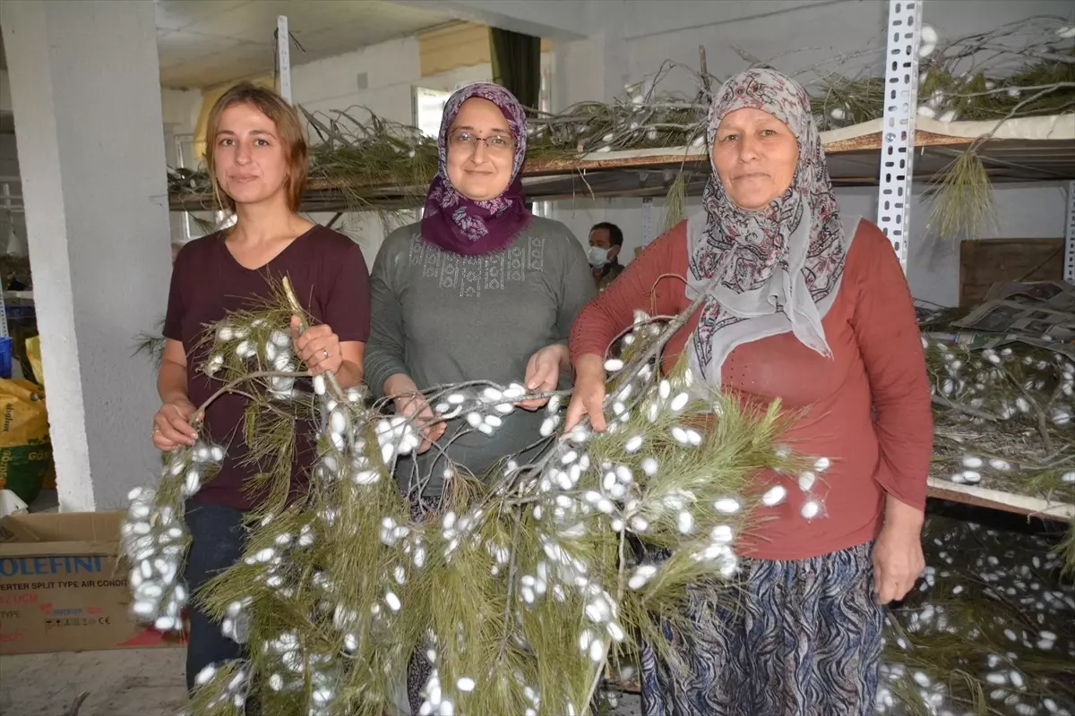 Anne Kız İpek Böceği Yetiştiriyor